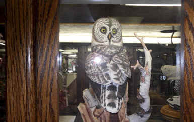 owl.jpg (319457 bytes)